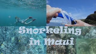 : Snorkeling in Maui, Hawaii. Exotic Marine life