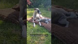 Whippetpuppy playing with his mom