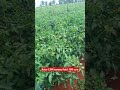 Kolar CMR tomato 🍅 field  150 acre