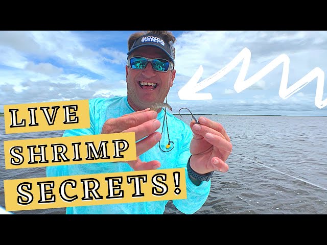 The Secret to Fishing with Live Shrimp & When to Use Them 