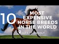 Top 10 Most Expensive Horse Breeds In The World