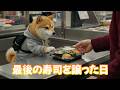 [第24話] シバくん、最後の寿司を譲った日。まさかのご縁で、一緒に夕ご飯。