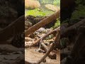 #animals #animalshorts