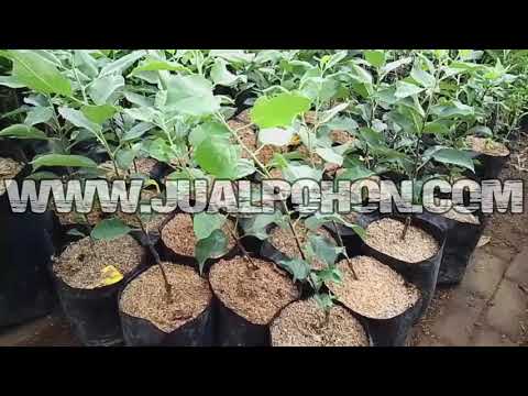 Bibit Buah Unggul Apel Merah Anna Ready Stok Banyak