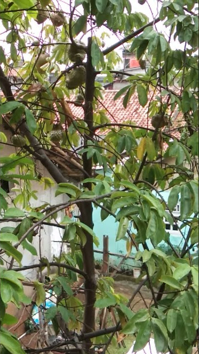 Tanaman Sirsak di Halaman Rumah #Shorts