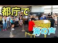 【都庁ピアノ】海の声/浦島太郎(桐谷健太)piano by Shu Hosogai