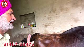 2 ਸੂਈਆਂ ਵਹਿੜਾ-1 ਤੋਕੜ-ਗੱਬਣ ਮੱਝ-1 ਬਿਨਾ ਬੱਚੇ ਤੋ ਸੂਈ ਮੱਝ-2 cow-2 buffalo for sale #brardairyfarmmoga 