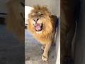 #jimcorbettwildlifeandnatureview #lion #bigcats #animals #tigerspotted #largecats