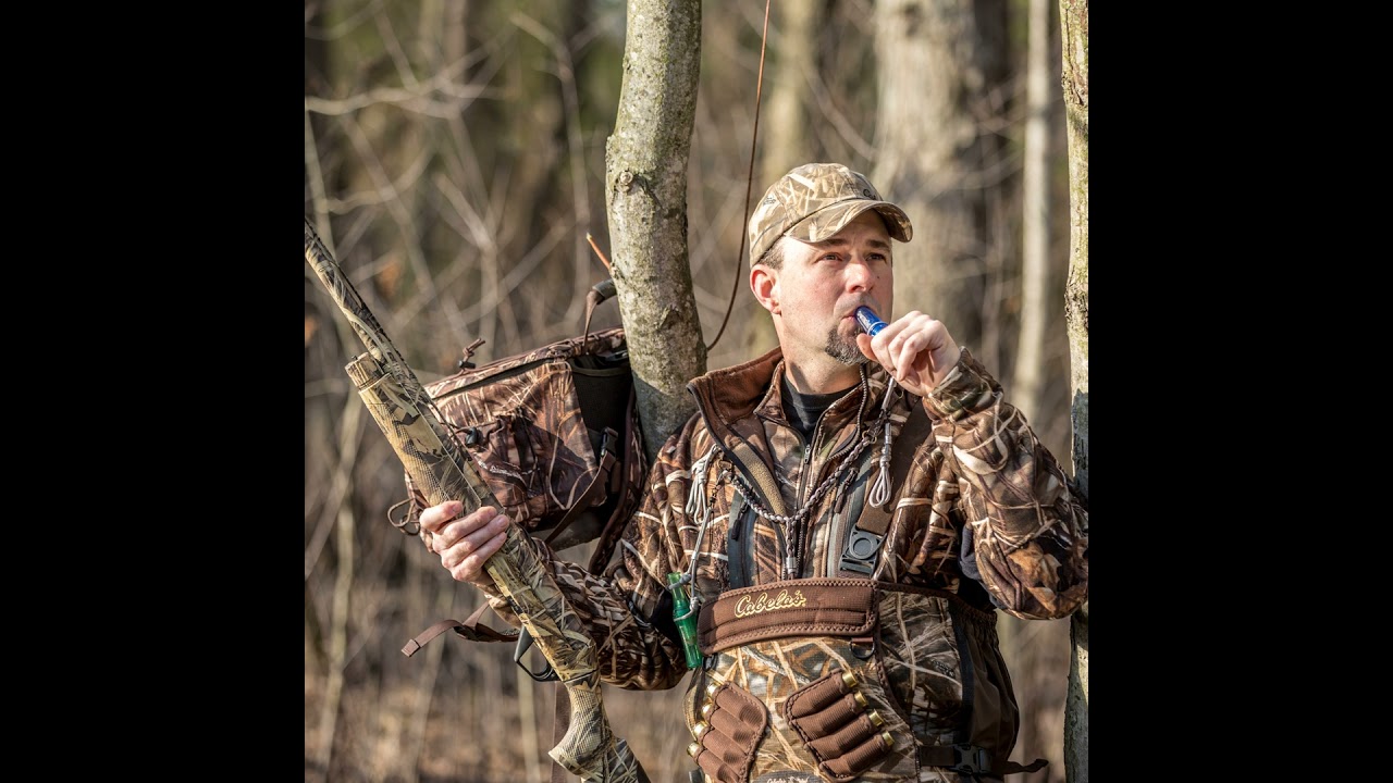 American Versus British Labrador Retrievers, Heat and Duck Calling!