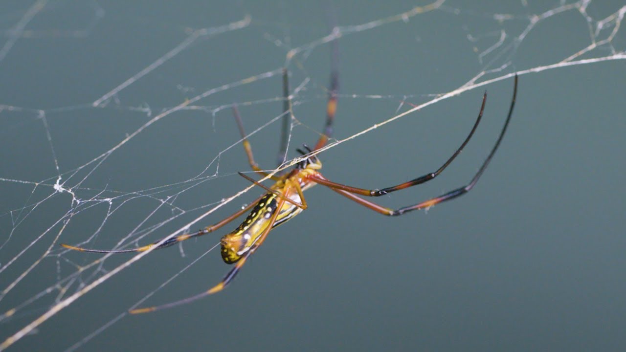 Steel Spider Silk, TibiaWiki