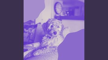 Pulsating Backdrops for Moody Dogs