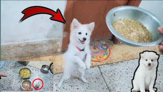 My 3.5 month old Indian Spitz Eating Time||Healthy Food for Puppy