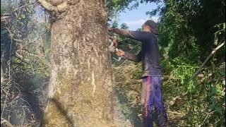Besar kecil tetap di syukuri #kayusaman#kayusuar#kayumeh#kayutrembesi#kayumunggur#exsporkayu#imporka