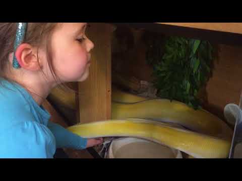 5 year old taking out 13ft reticulated python with one hand