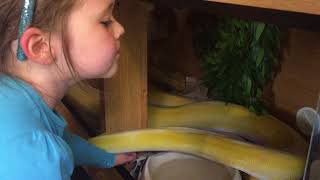 Famous 5 year old taking out 13ft reticulated python with one hand Wealth