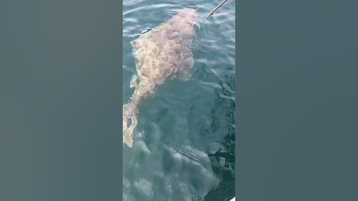 Big Halibut Fishing. Shot In Homer Alaska
