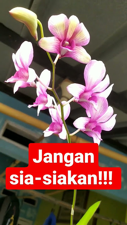 jangan sia-siakan masa muda mu gaes! #shorts #trending #viral #zainuddinmz #zainudinmz #bunga