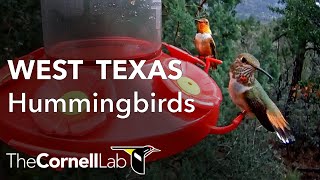 West Texas Hummingbirds, Sponsored by Perky-Pet® West Texas Hummingbirds, Sponsored by Perky-Pet®