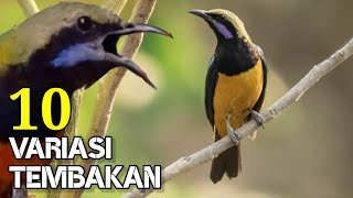 Download lagu Variasi TEMBAKAN CUCAK CUNGKOK KASARAN