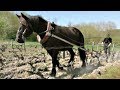 Des chevaux dans les vignes- Horses in the vineyards (English)