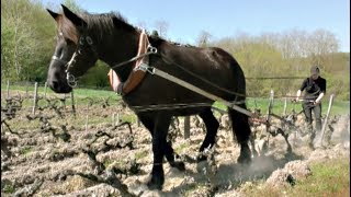 Des chevaux dans les vignes Horses in the vineyards (English)