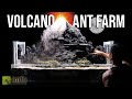 I Created a Volcano Ant Farm for Fire Ants