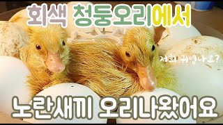 회색 청둥오리에서 노란 오리새끼가 나왔어요~