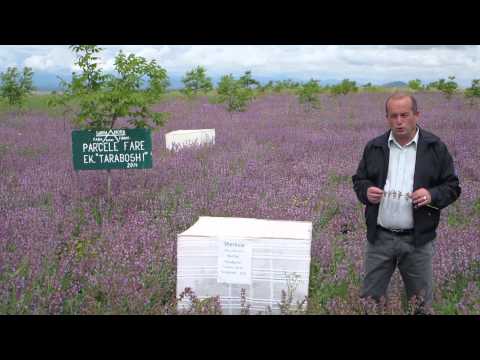 Video: Përdorimet e Salvia Lyrata - Informacion mbi bimët e sherebelës lyreleaf në kopsht