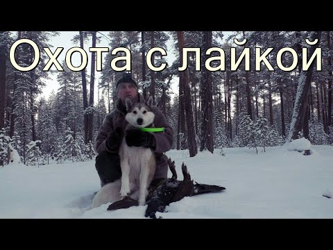 Видео: Охота на глухаря с собакой,лайкой. Отличный трофей взят.