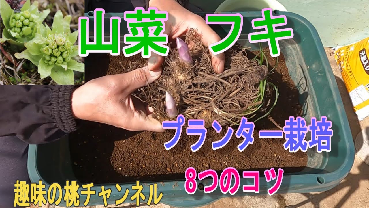 Wild vegetable butterbur] 8 tips for growing in a planter 25/3/21