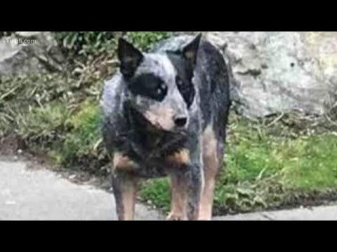 lost-dog-reunited-with-owners-after-8-years