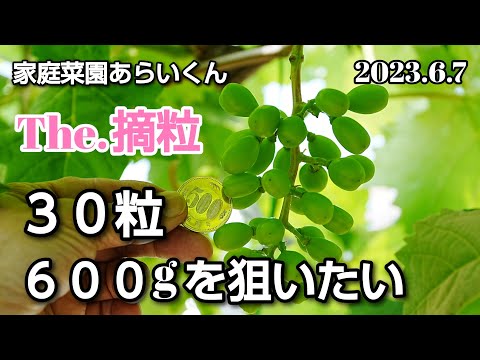 シャインマスカット】第121回、令和5年度摘粒作業【仮摘粒編