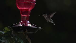 Hummingbird
