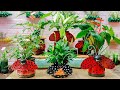 Amazing Ladybug Flower Pots from Plastic Bottles for Your Small Garden