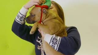 Lv Pet Pawtrait Millie The Staffy