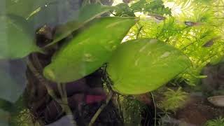 Simple Eco Aquarium No Filter, Air Pump C02