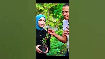 وقال فرعون ذروني اقتل موسى مع بائعه الورد المعجزة ورمضان الطوخي اشترك الله يوفقك خلينا نوصل500 000 