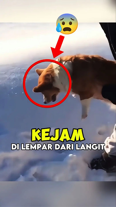 Pria Ini Melempar Anjing Dari Langit😰!?#shorts #hewan #dog #trending #viral