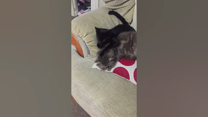 Cute cats
