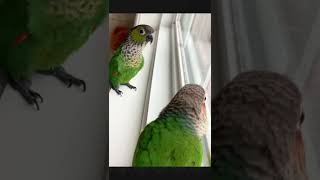 Conure parrot loves to dance | dancing black capped conure