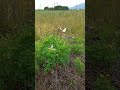 島倉千代子【ほれているのに】