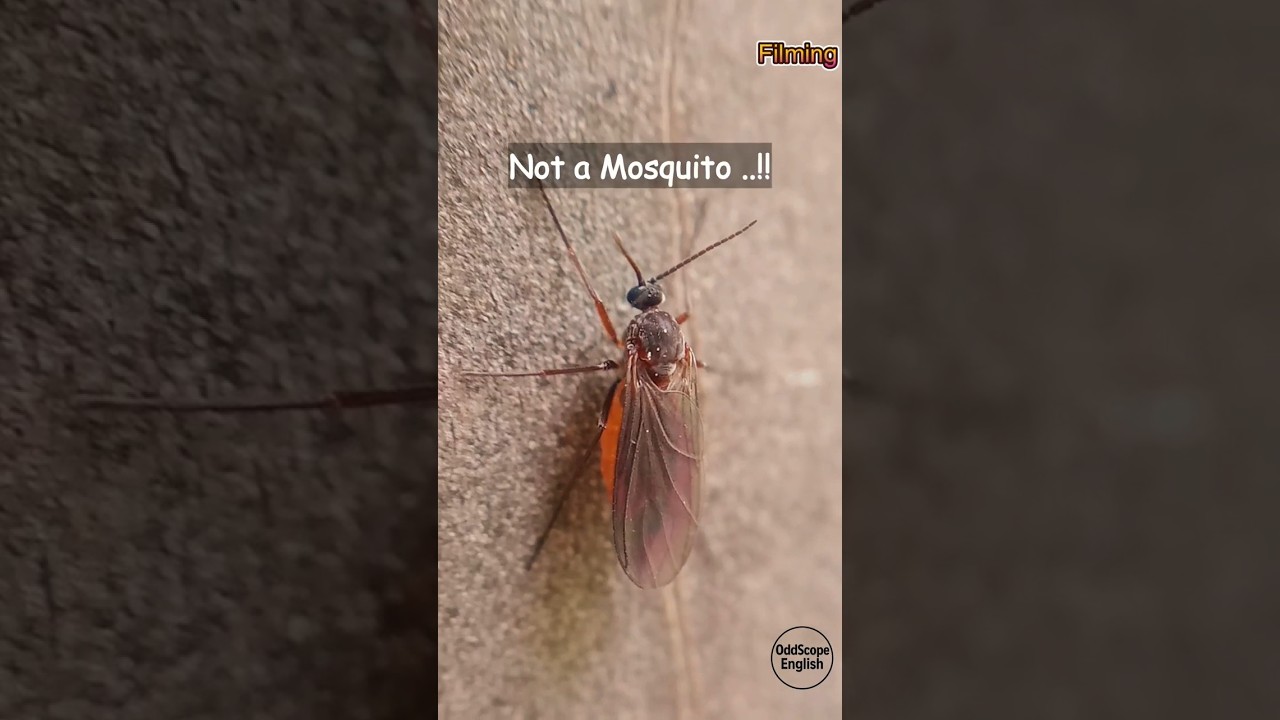 Not a Mosquito..!! The Fungus Gnat Mystery 