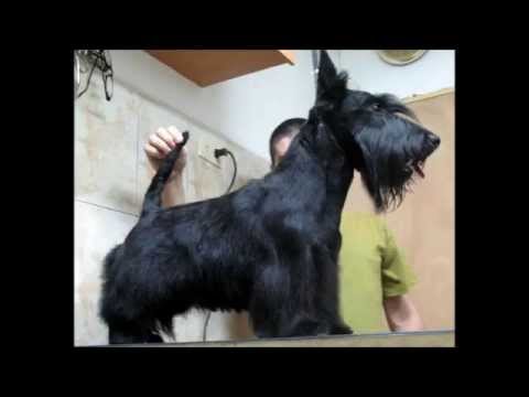 Video: Scottish Terrier - Descripción De La Raza