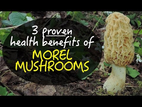 Morel 버섯의 3 가지 입증 된 건강상의 이점