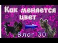 Шерсть меняет цвет... От какого до какого?