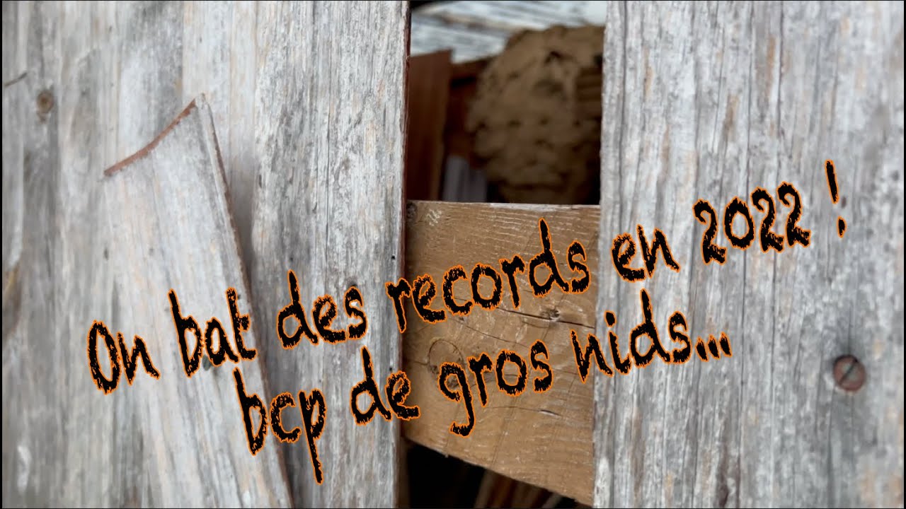 2022 une année record en taille des nids de frelons Asiatiques dans l'Eure.