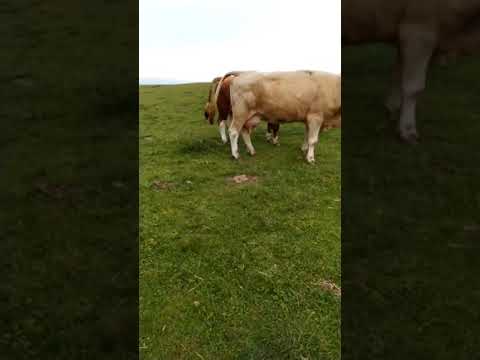 DOĞAL TOHUMLAMA 🐂