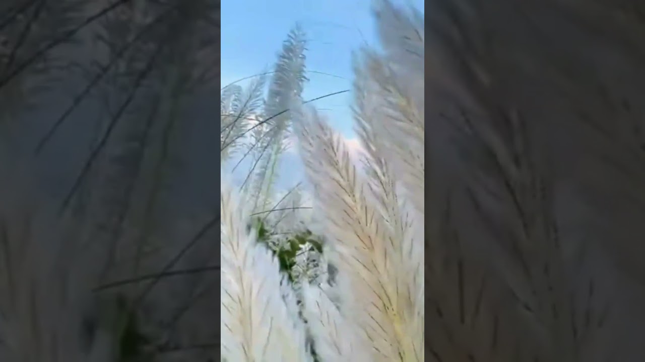 ।🌹I Love Allah💖 