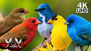 Birds Paradise: Serene Nature Sounds and Relaxing Music for Tranquil Moments  Stress Relief