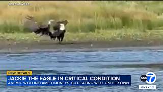 New video shows Big Bear's Jackie in fight with 2 other eagles